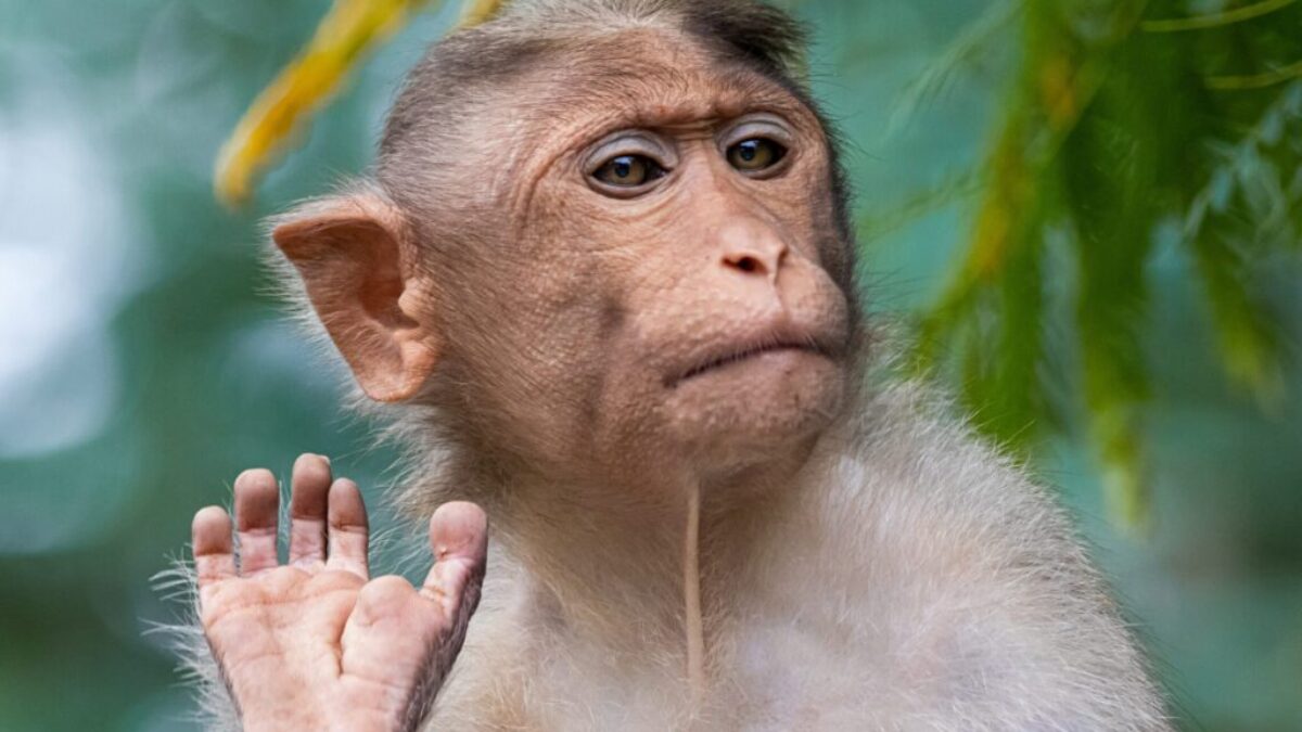 brown primate