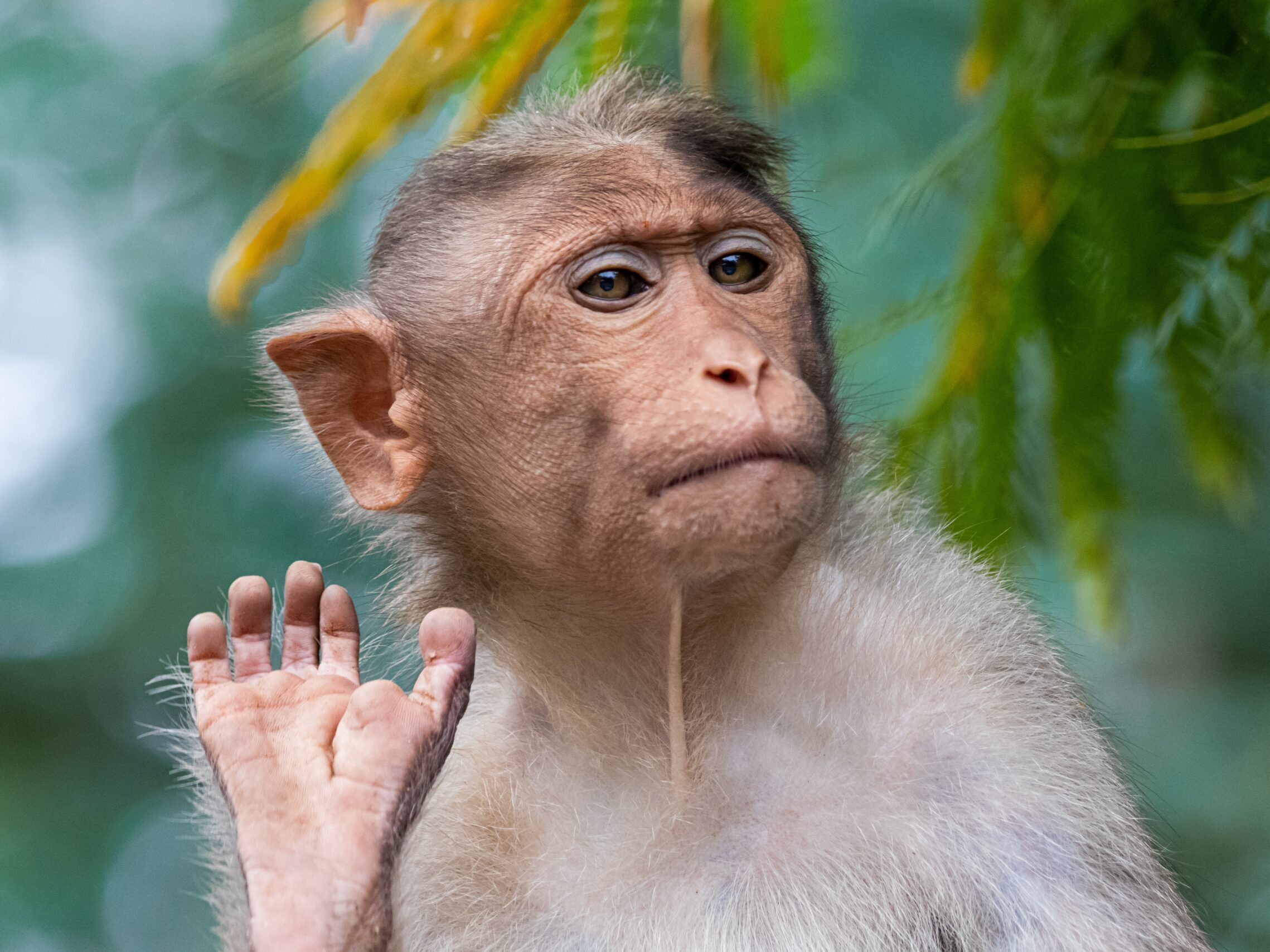 brown primate