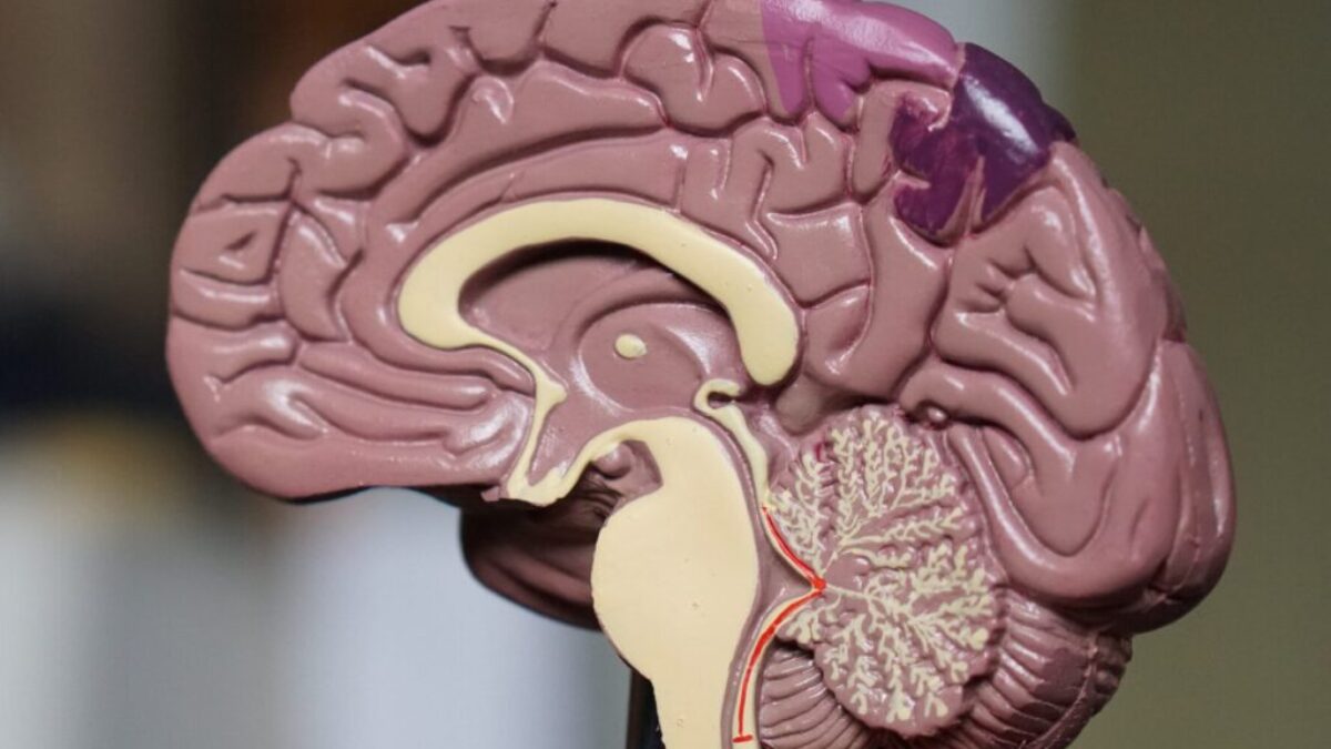 brown brain decor in selective-focus photography