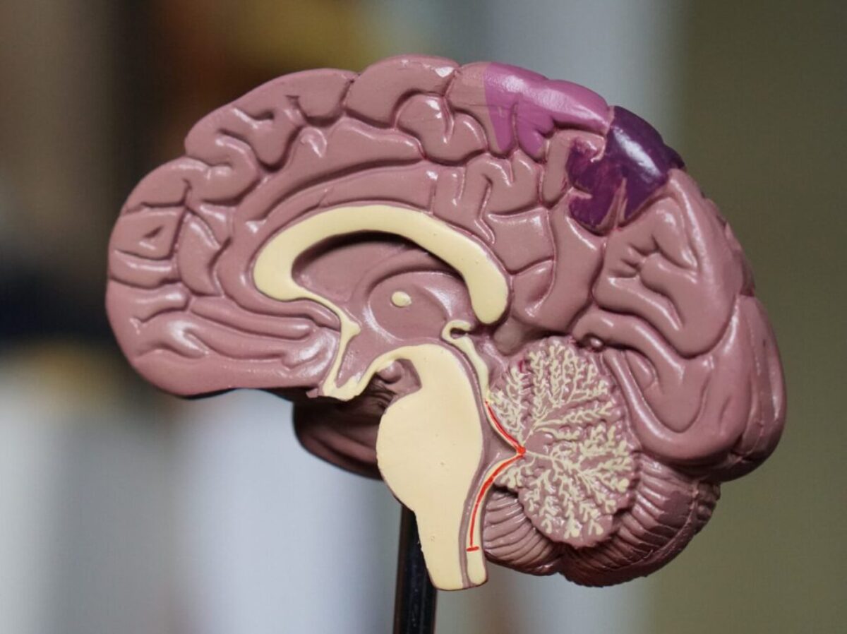 brown brain decor in selective-focus photography