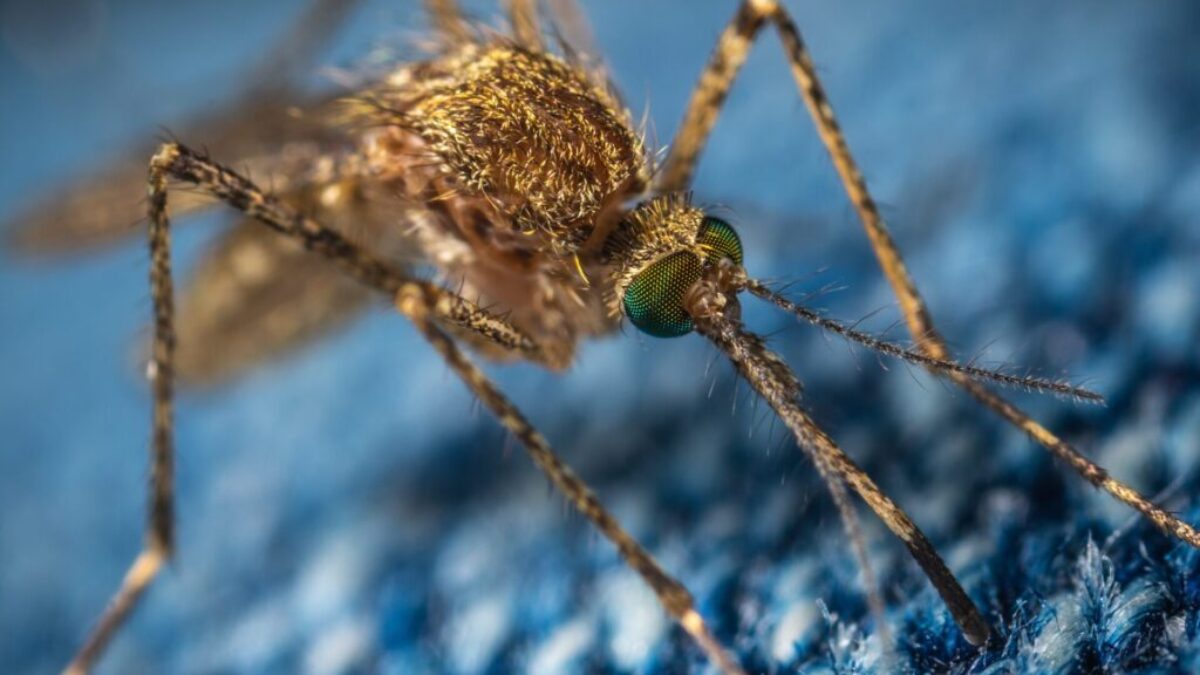 brown mosquito