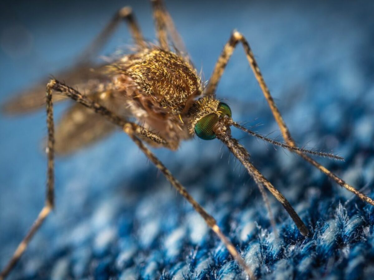 brown mosquito