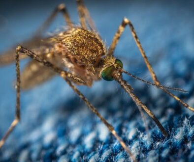 brown mosquito