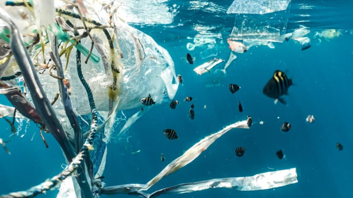 school of fish in water