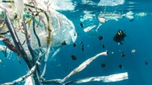 school of fish in water