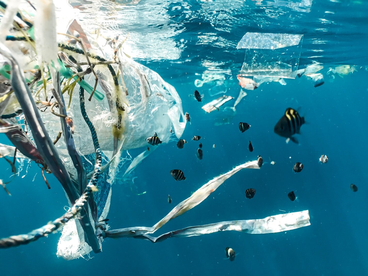school of fish in water