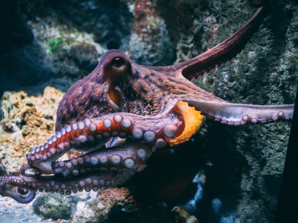 brown and black dragon in water