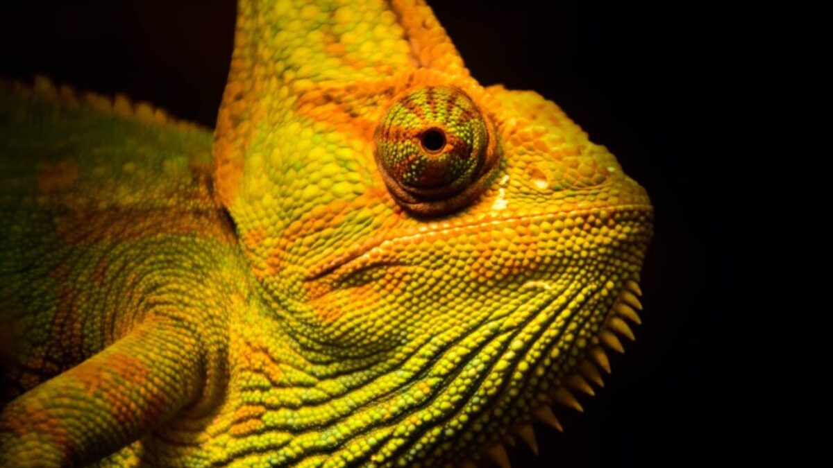 close-up photo of yellow and green lizard