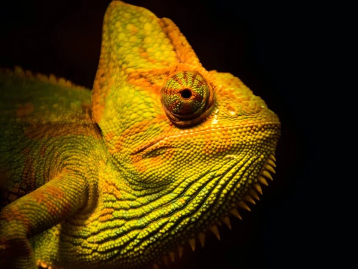 close-up photo of yellow and green lizard
