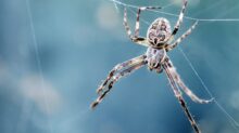 closeup photography of brown spider