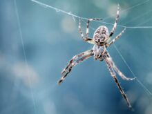 closeup photography of brown spider