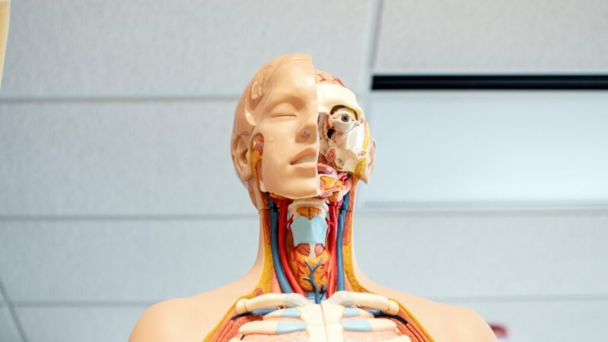 human anatomy figure below white wooden ceiling