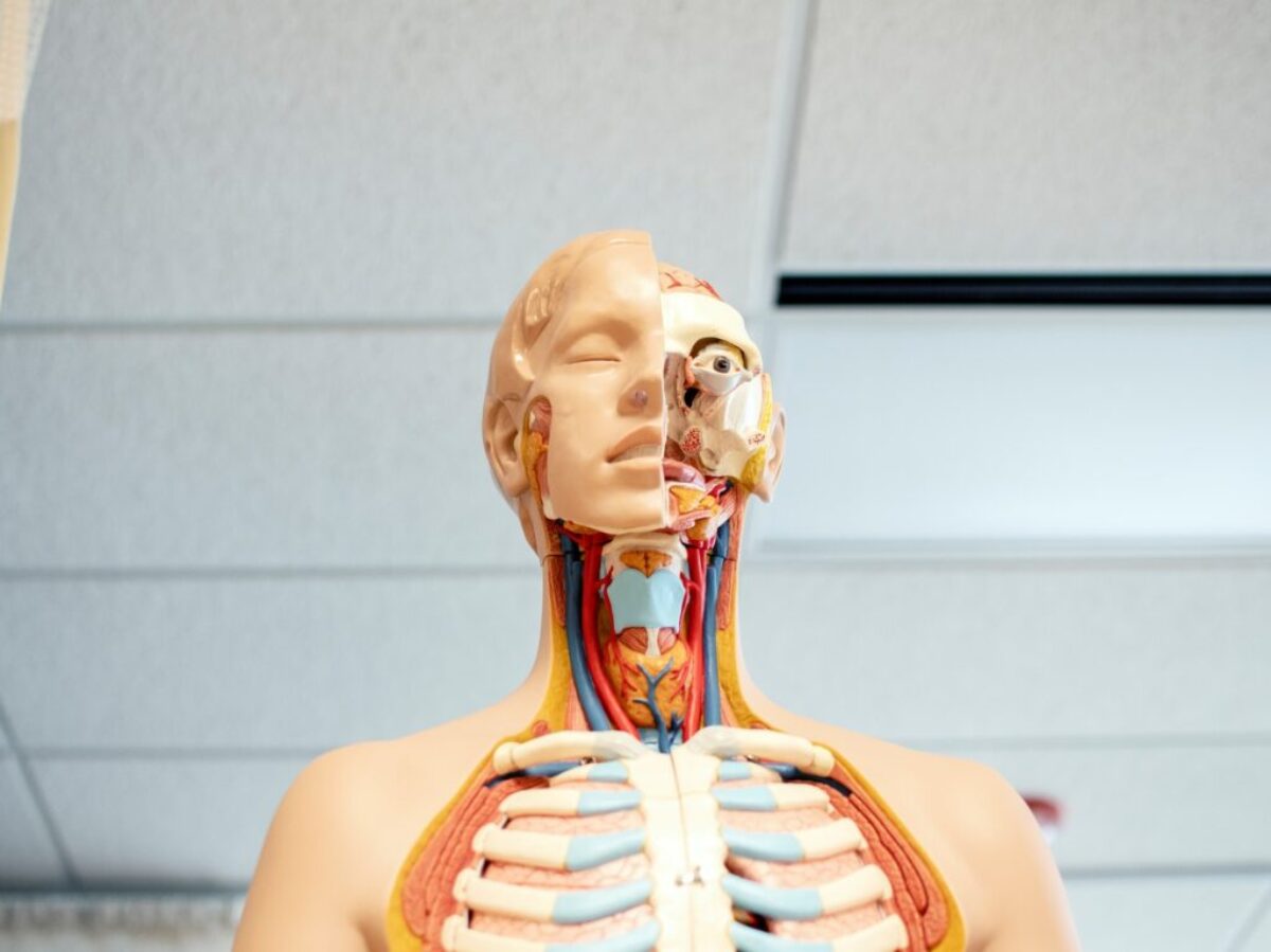 human anatomy figure below white wooden ceiling