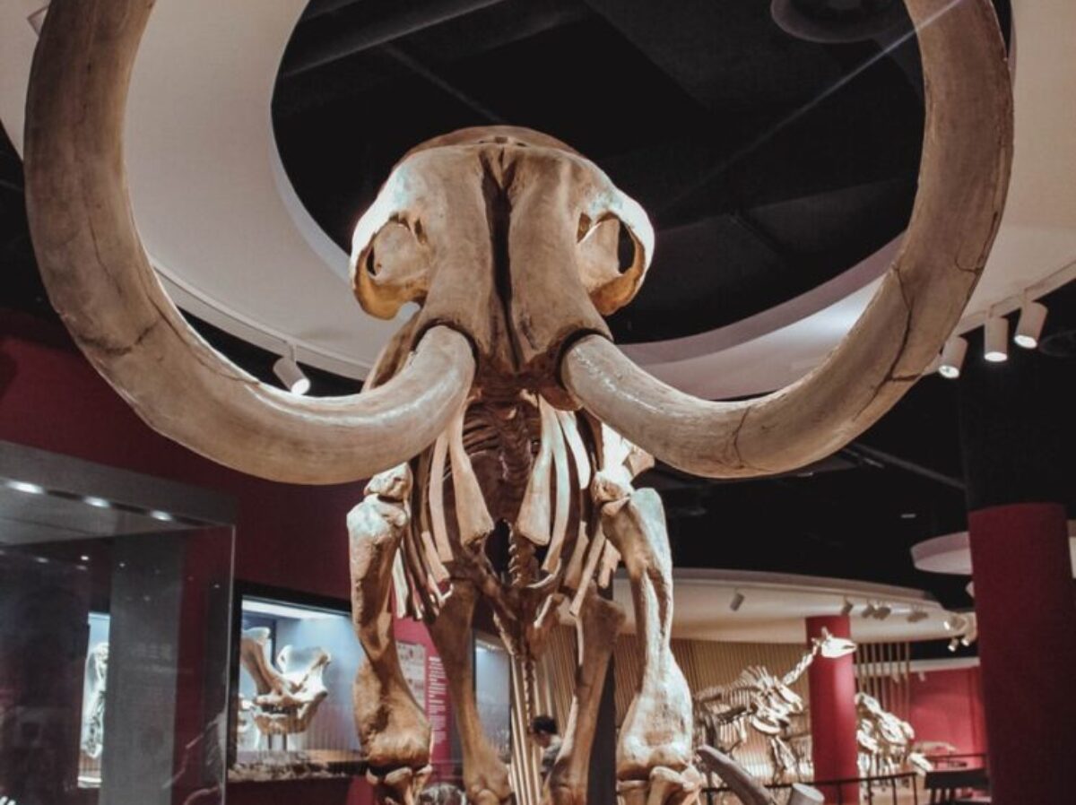 gold animal skull on brown wooden table