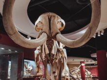 gold animal skull on brown wooden table