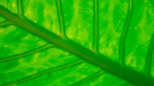 green leaf in close up photography