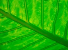green leaf in close up photography