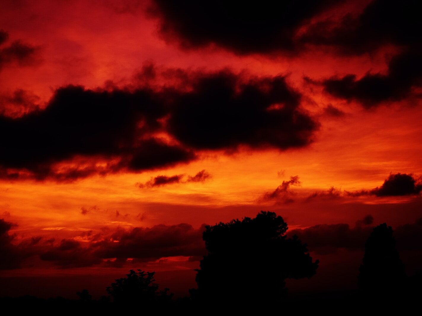silhouette photography of trees