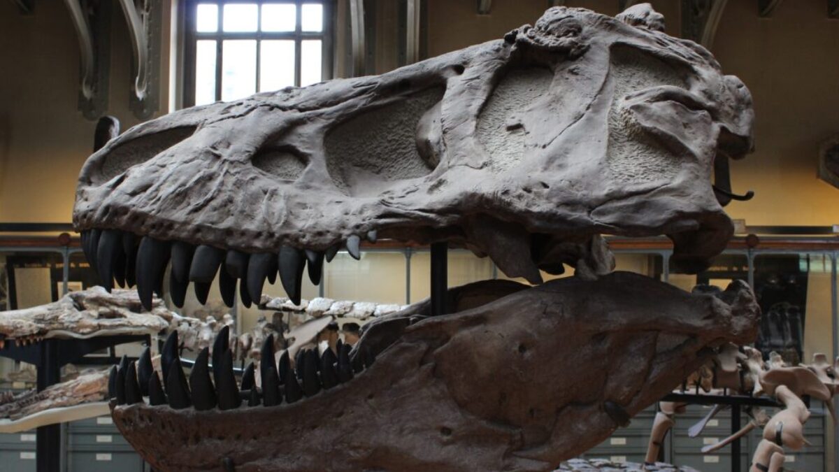 dinosaur skelleton