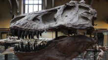 dinosaur skelleton