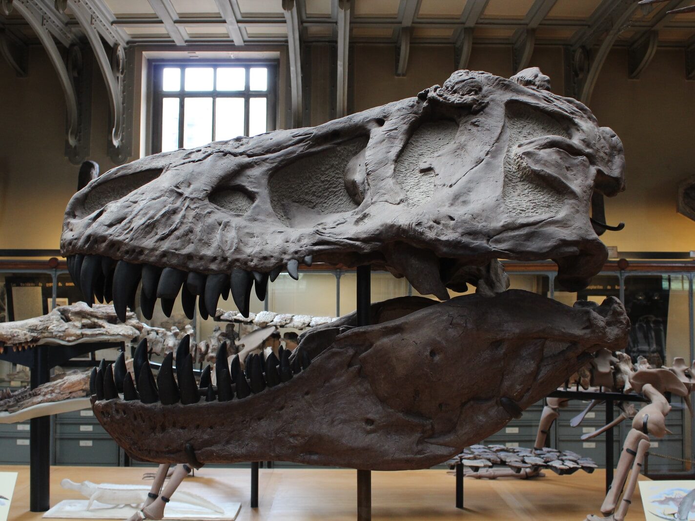 dinosaur skelleton