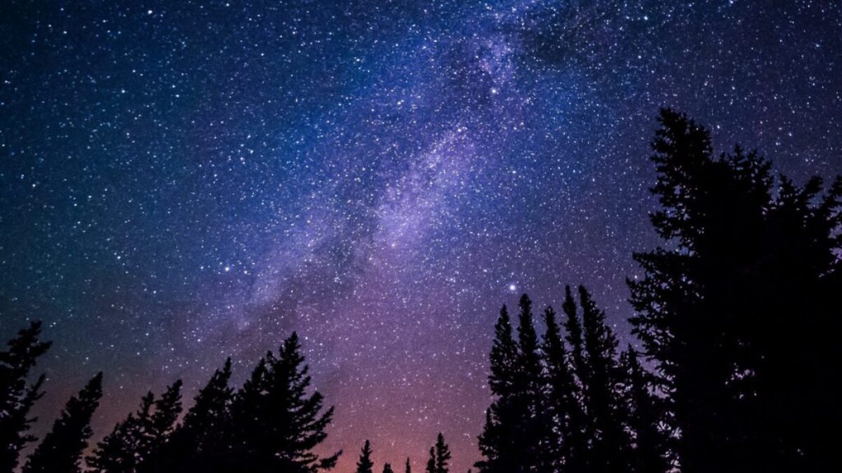 worm's eye view of trees during night time