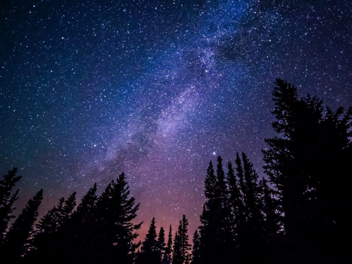 worm's eye view of trees during night time