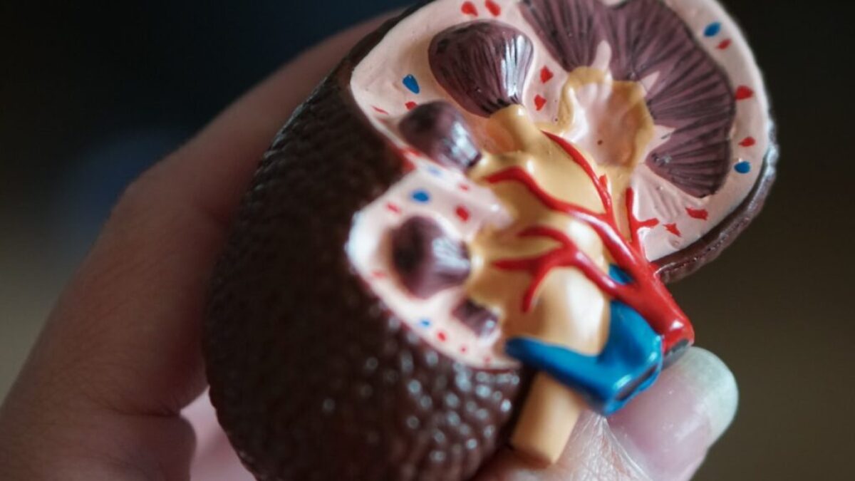 kidney scale model in hand