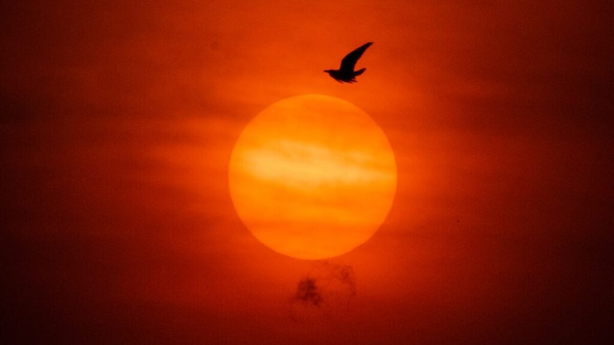 silhouette of bird flying during sunset