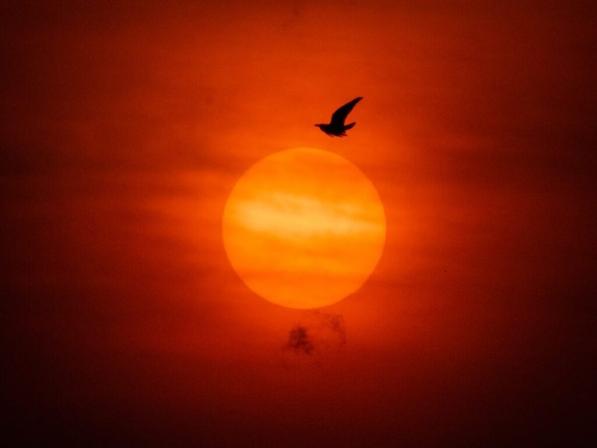 silhouette of bird flying during sunset