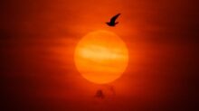 silhouette of bird flying during sunset