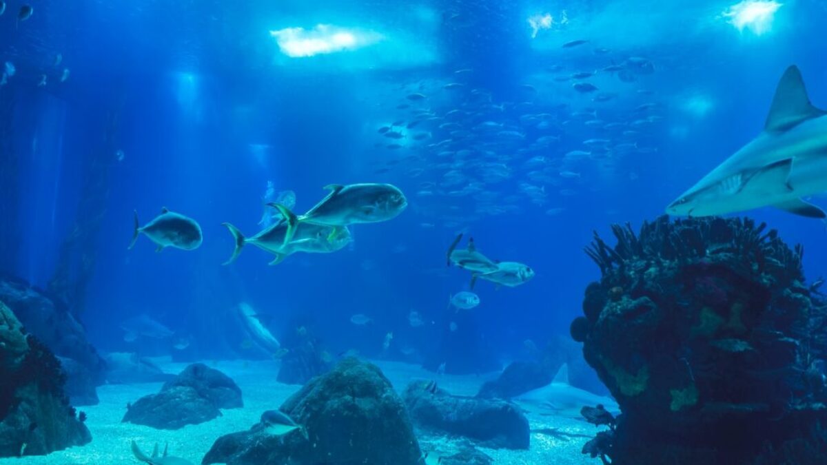 gray fish