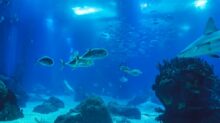 gray fish