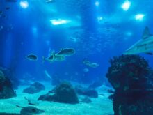 gray fish