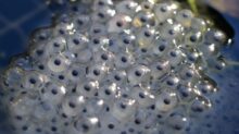 Pollydot