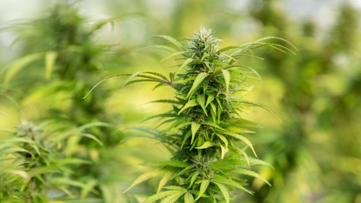 green plant in close up photography
