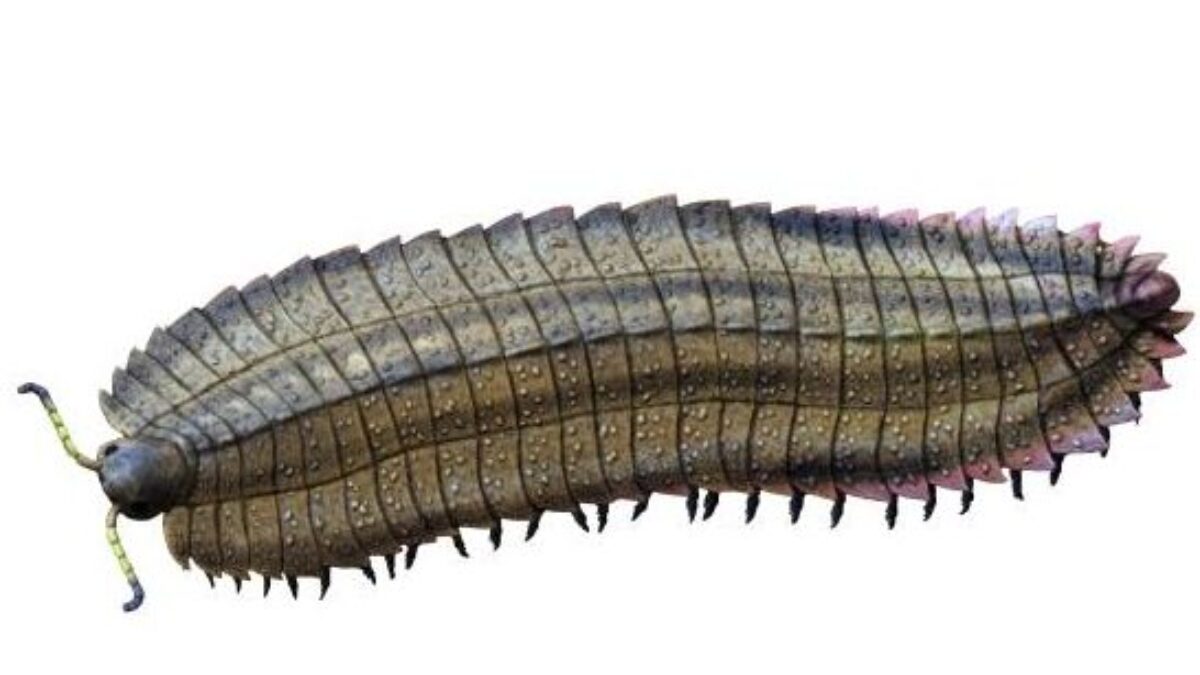 Wikimedia Common