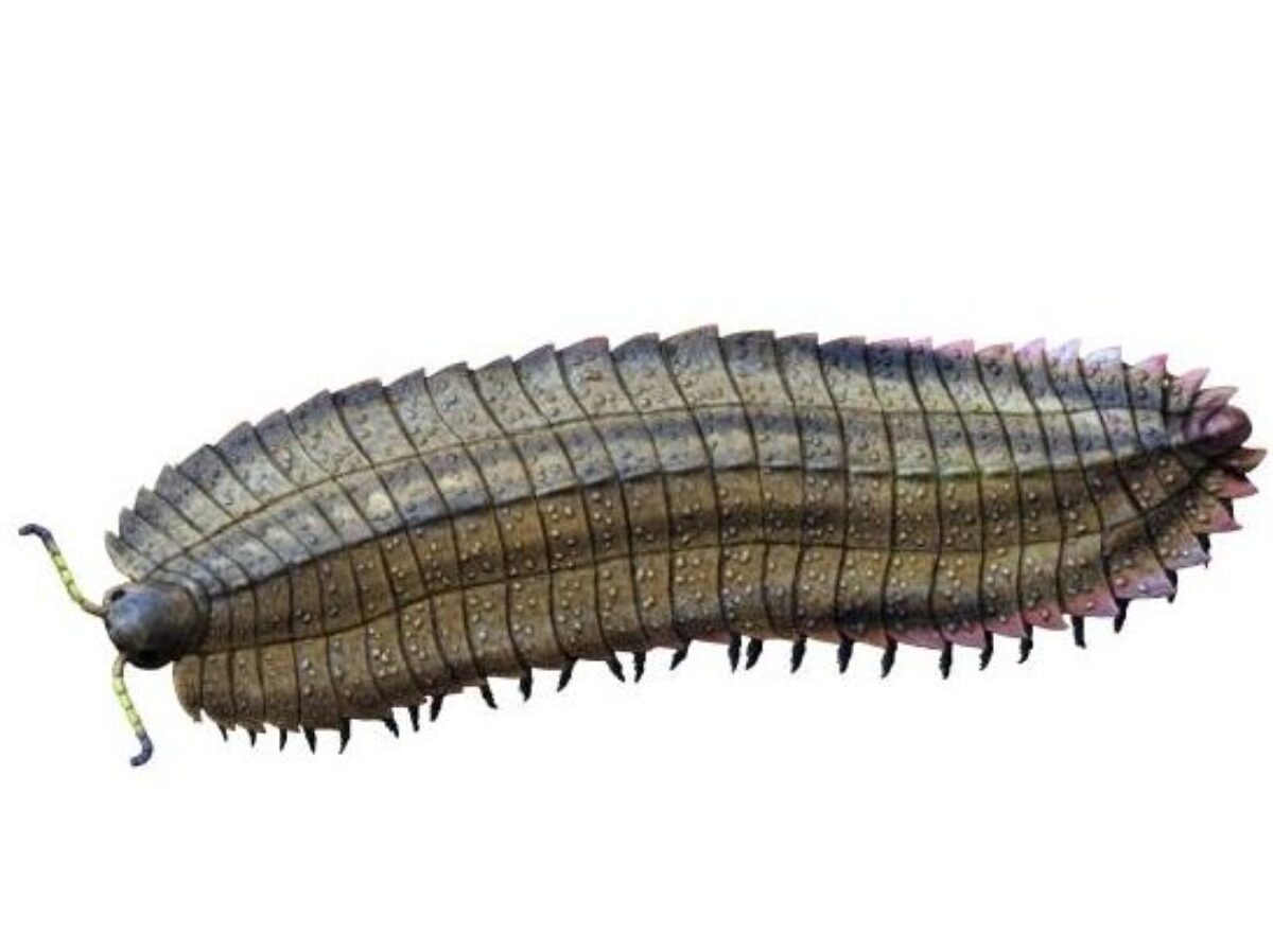 Wikimedia Common