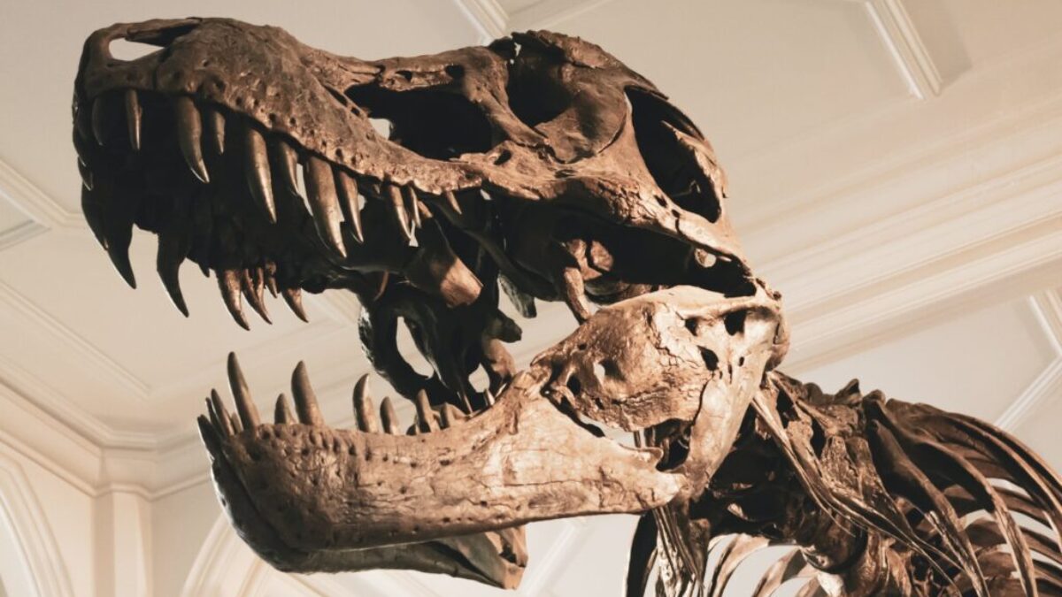 dinosaur skeleton