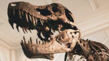 dinosaur skeleton