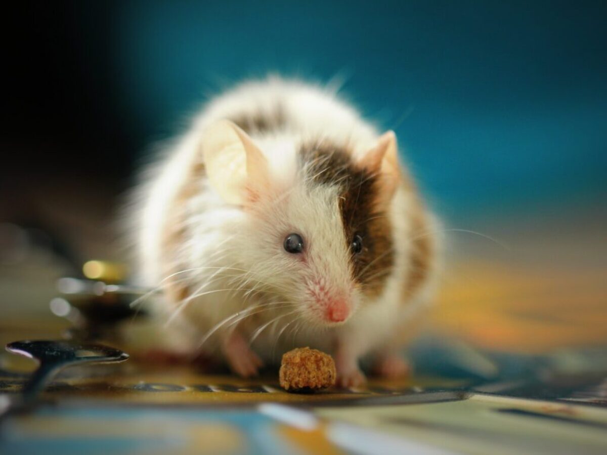 shallow focus photo of white hamster