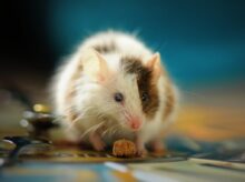 shallow focus photo of white hamster