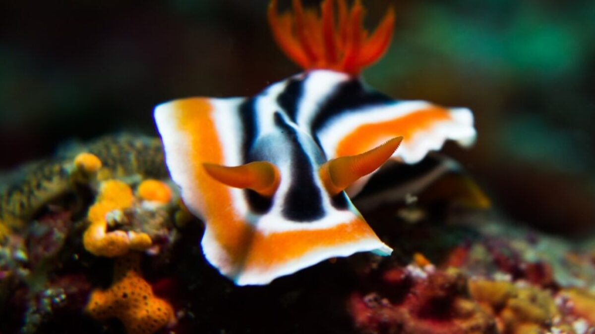 white, black, and orange sea creature photograph