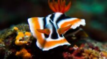 white, black, and orange sea creature photograph