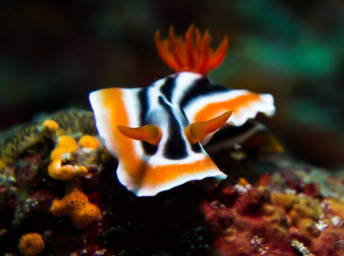 white, black, and orange sea creature photograph