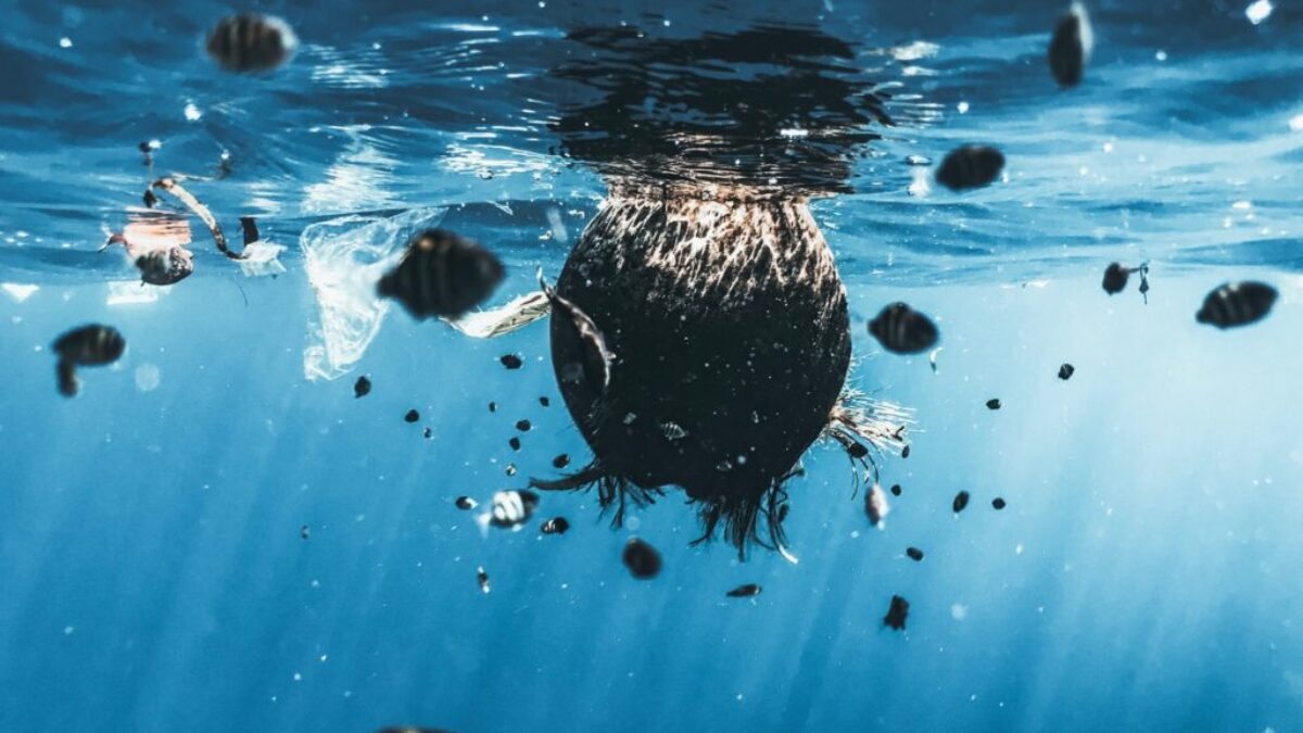 brown and black fish in water