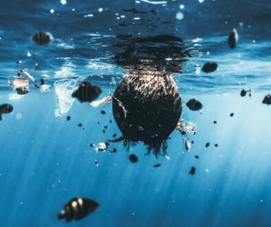 brown and black fish in water