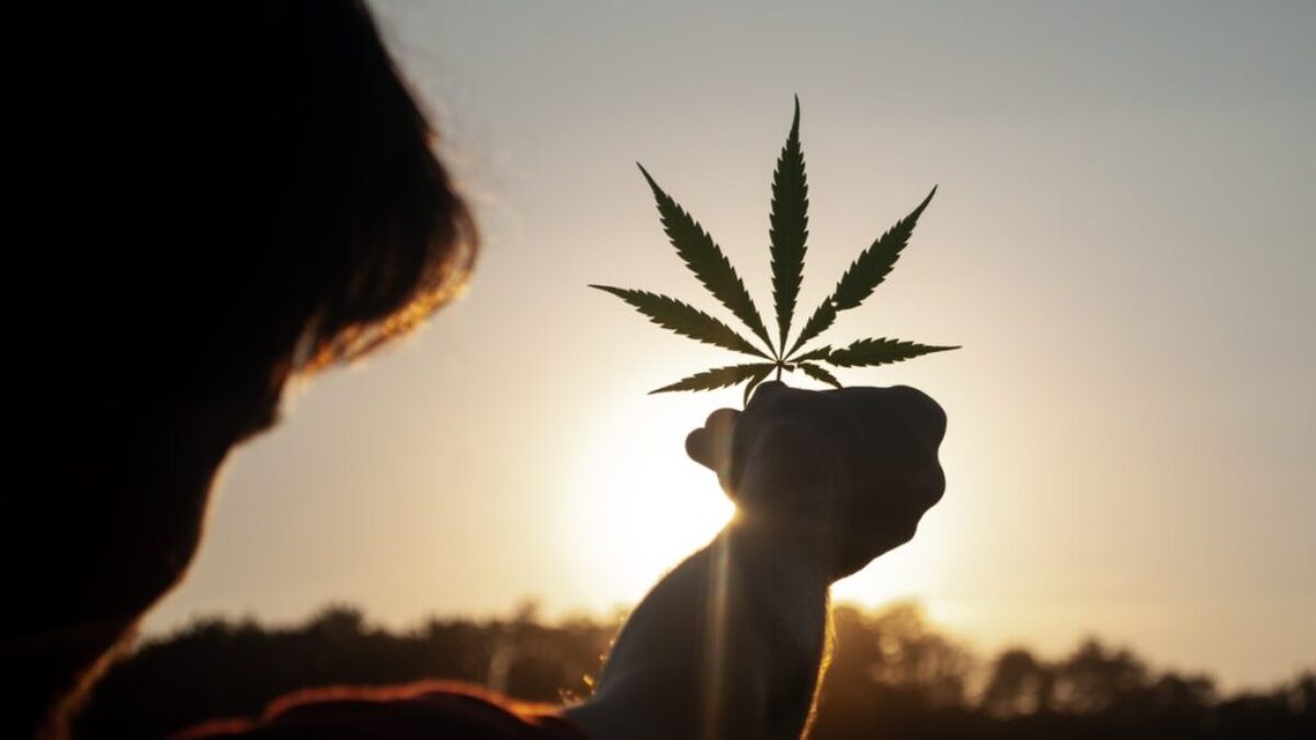 person holding white flower during sunset