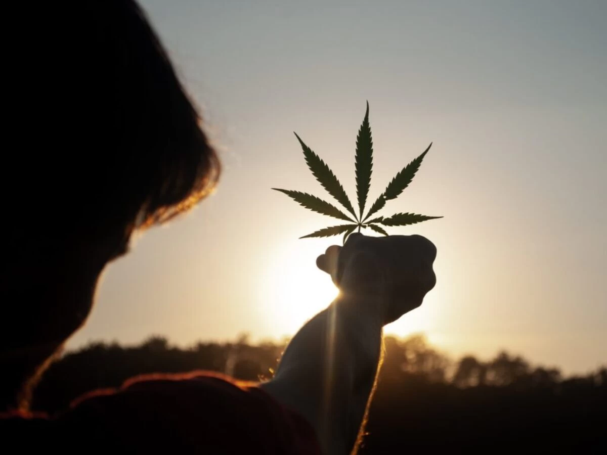 person holding white flower during sunset