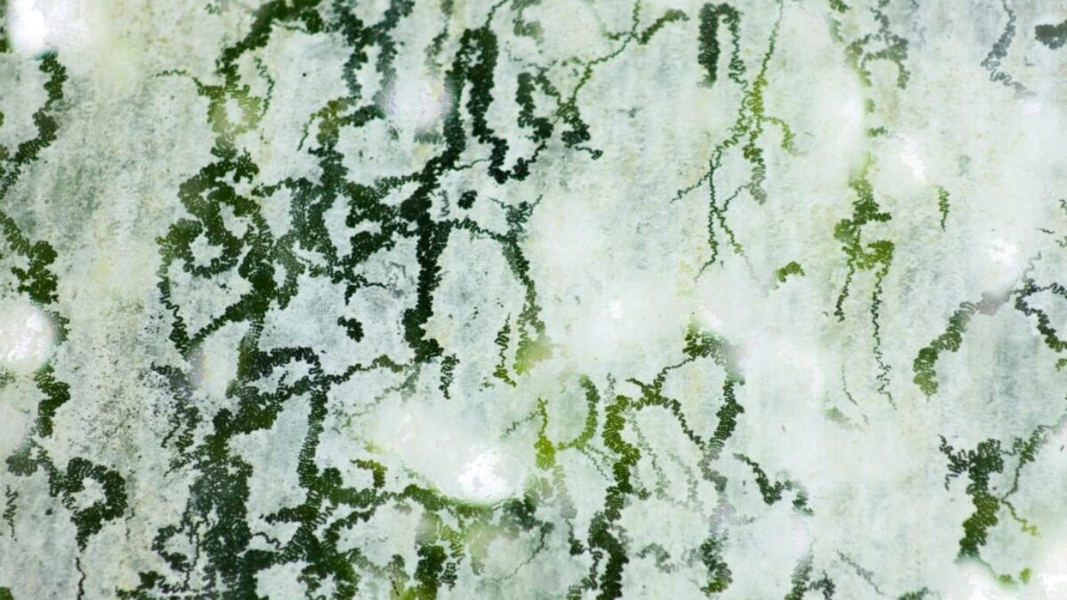 white and black abstract painting